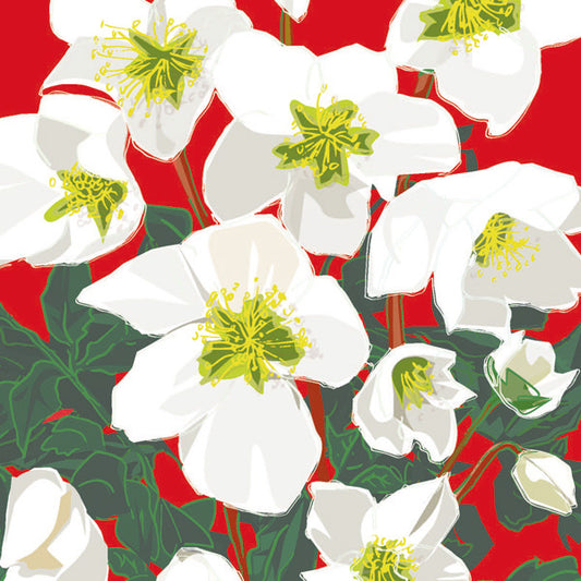 Christmas Roses